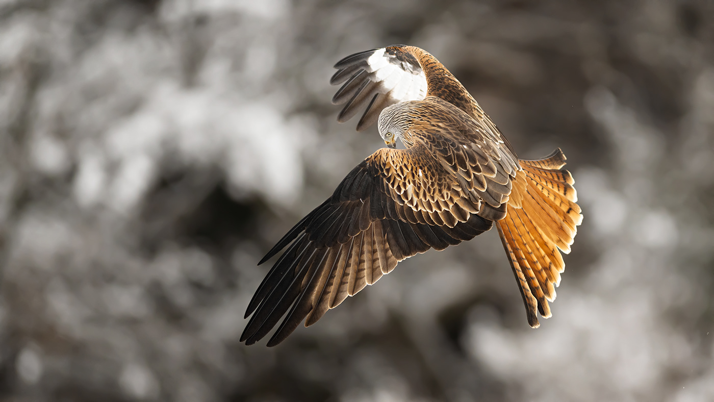 animal bird cold falcon Nature photographer Photography  redkite wildlife winter