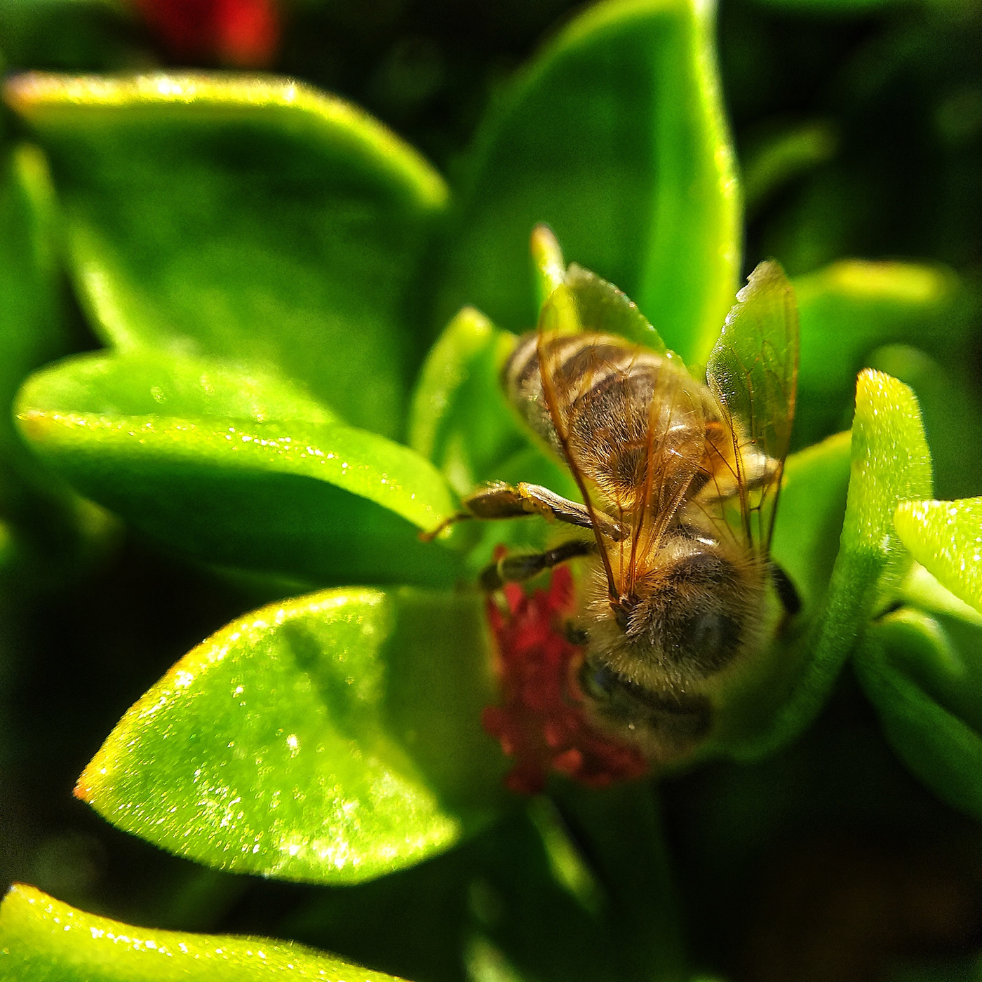 macro macrophoto Nature bee colorphoto Insekts  Fotografia owady Przyroda  pszczoła