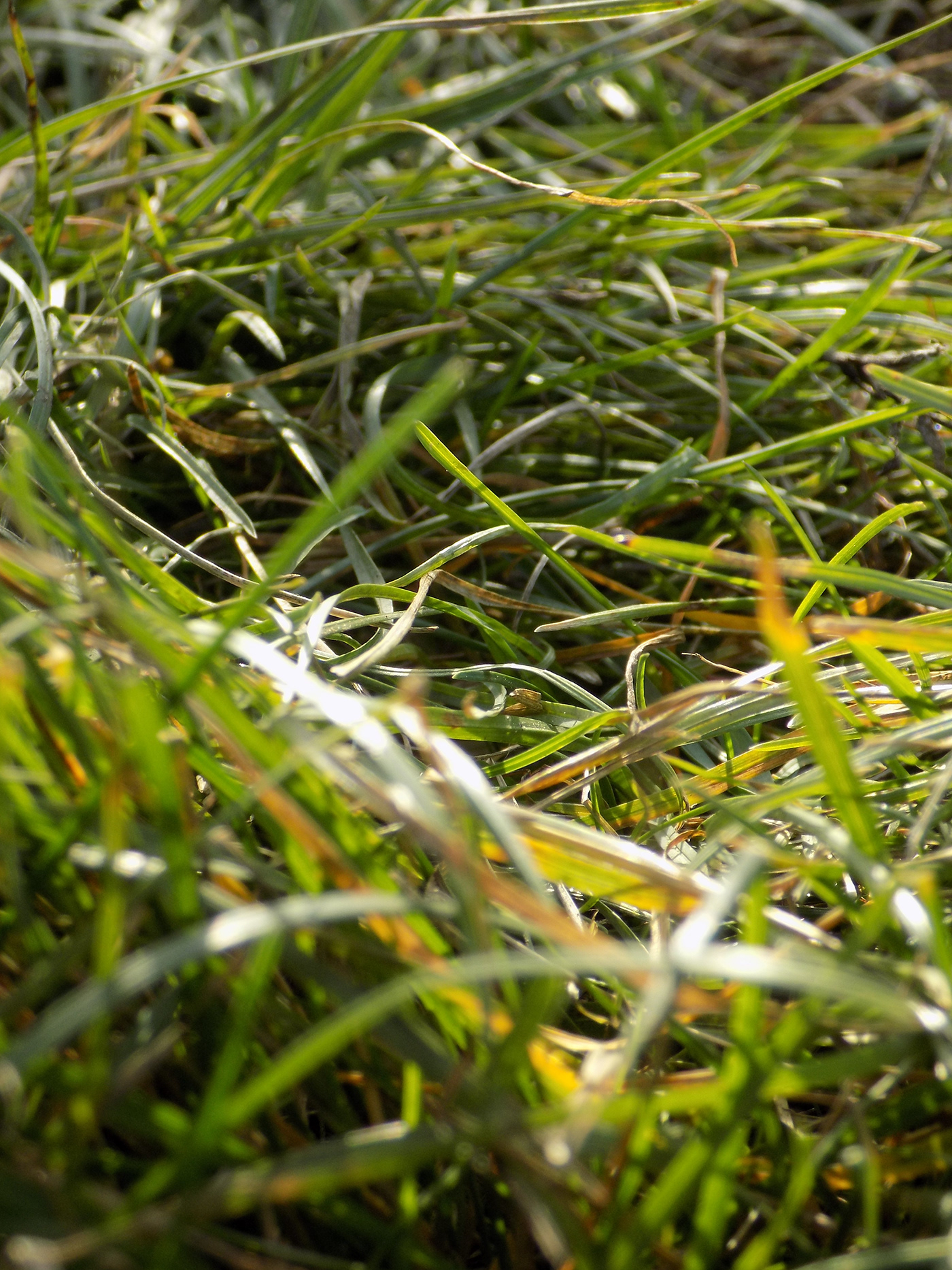 grass Nature Photography  Landscape