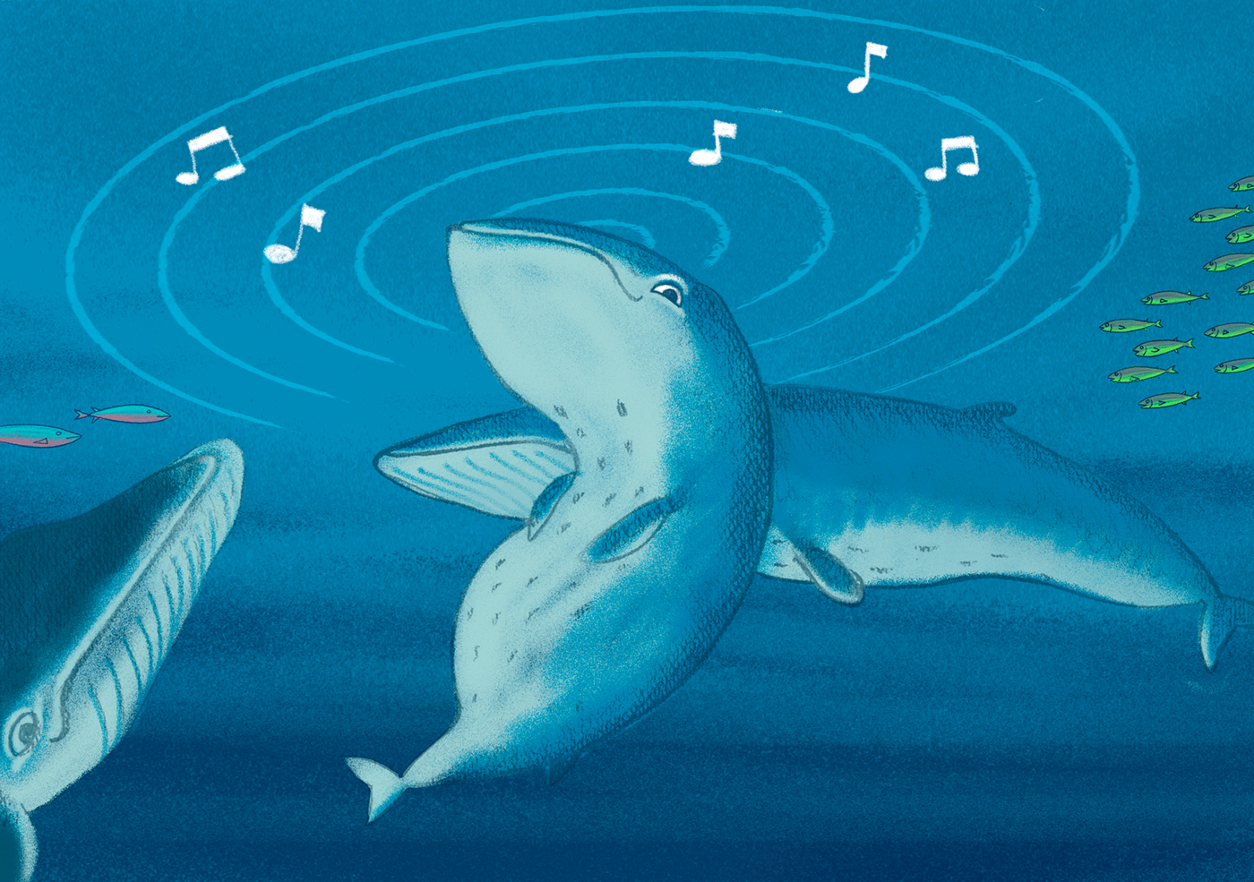 kamishibai seiwhale Whale sea chile isla ballena mother libro ilustrado children book