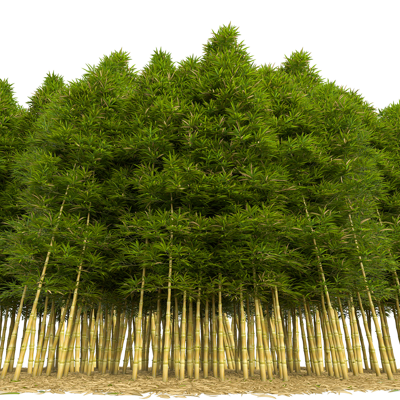 bamboo grass bush forest leaf wood 3ds max archviz exterior phyllostachys aurea