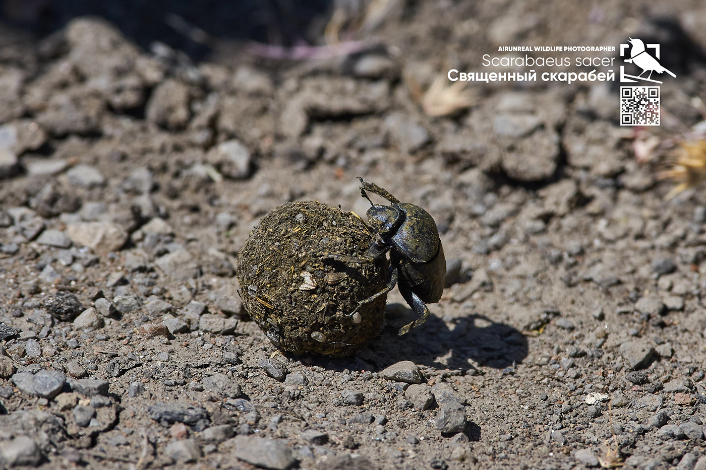 macro Macro Photography Nature Photography  photoshoot Russia sacred scarab Scarabaeus sacer volgograd wildlife