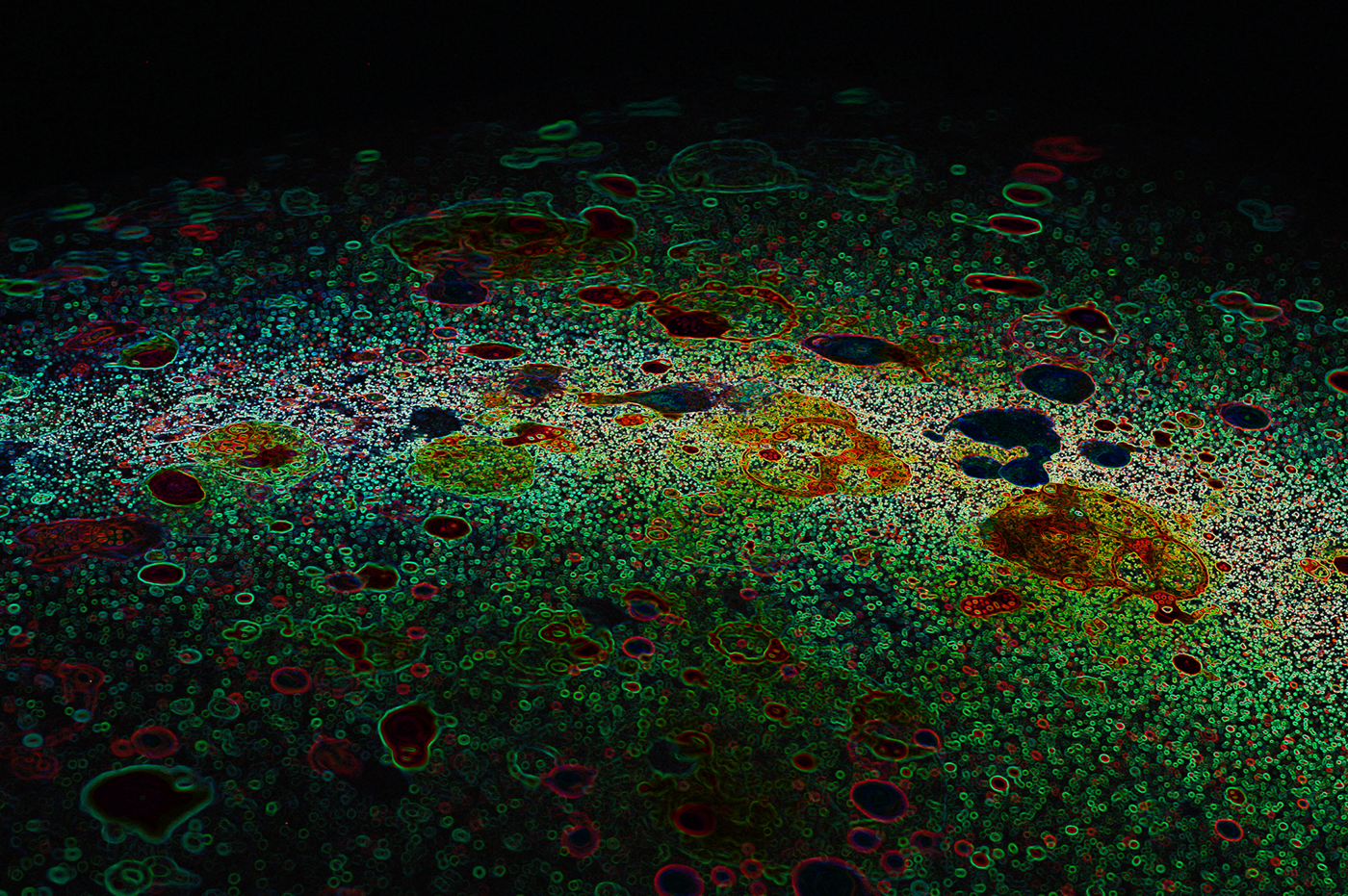 cellular drawing microscopy UV fluorescent ROBBIE ANSON DUNCAN rad symbiodinium marine inspired
