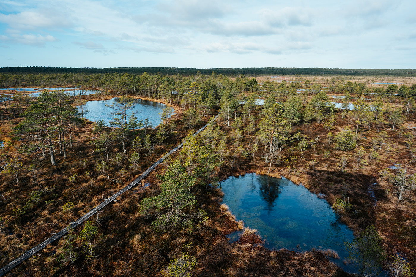 bog Estonia Nature Photography 