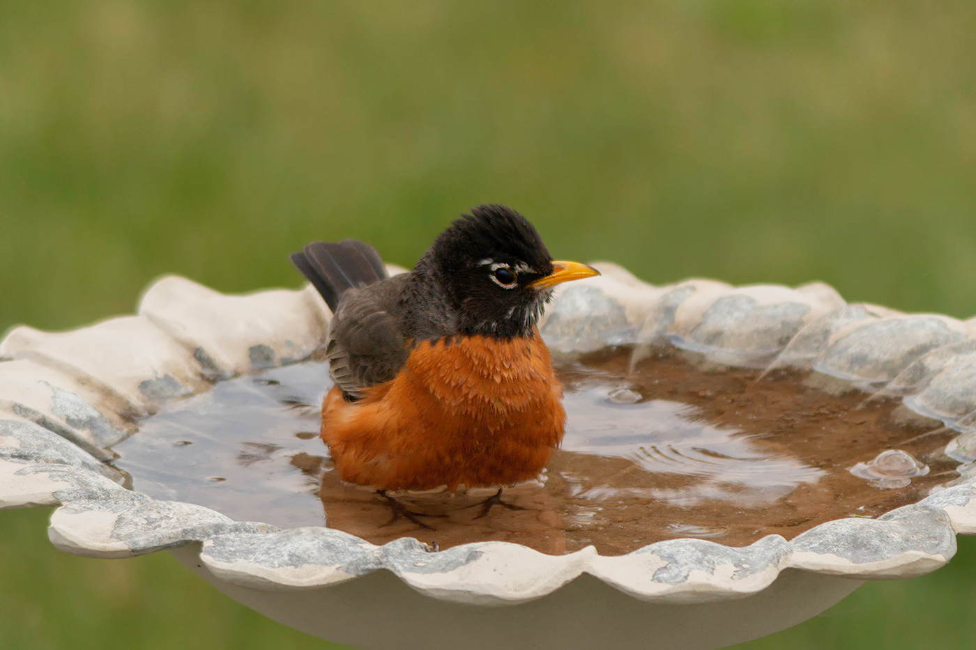 bathing bird robin splash water wet