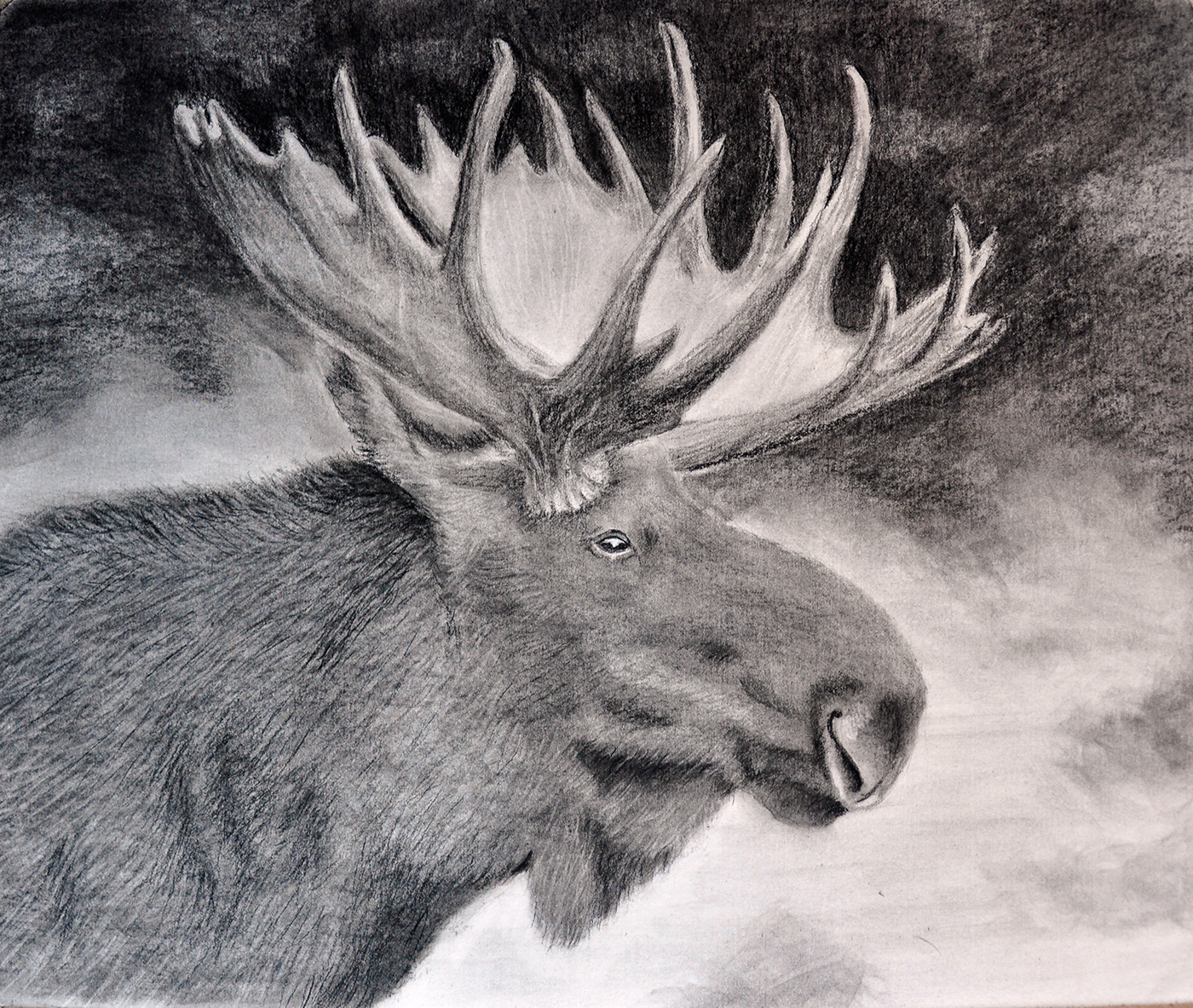 moose wildlife animal charcoal