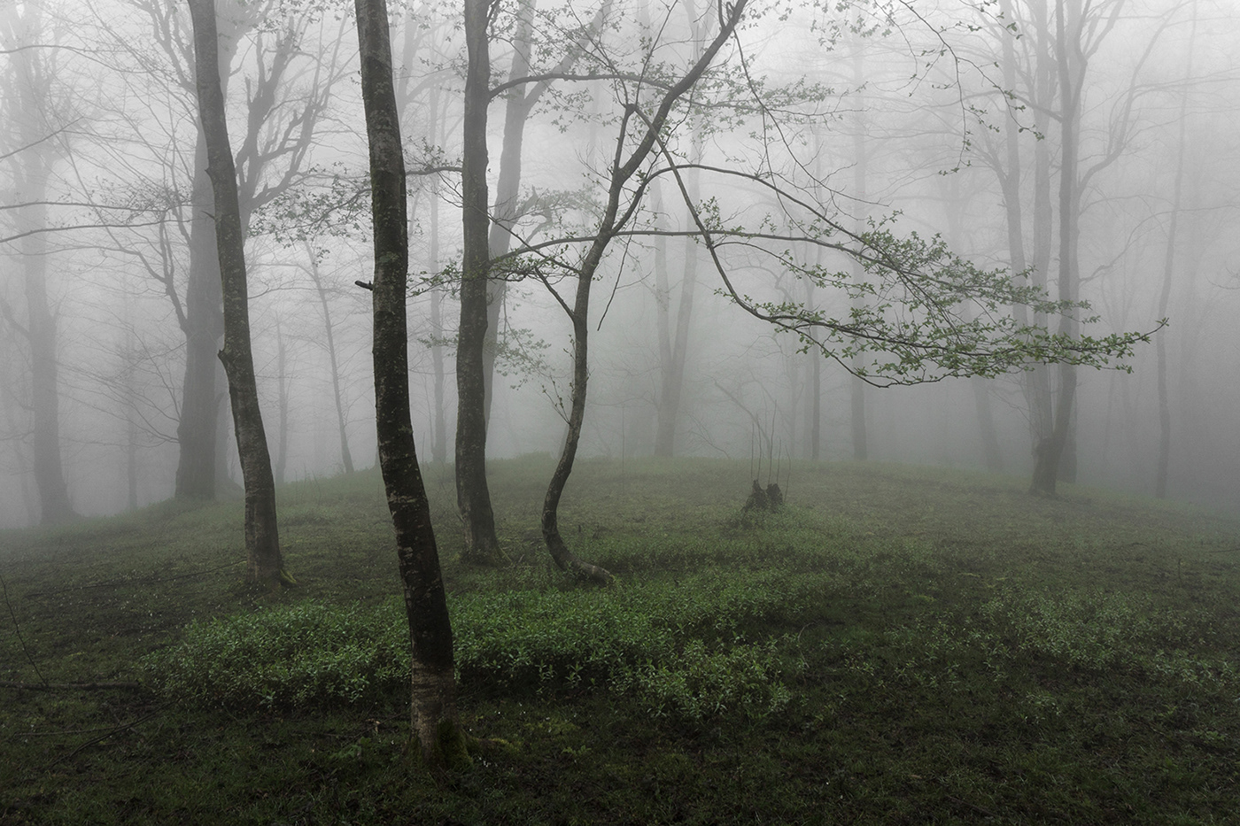 minimal foggy forest Nature