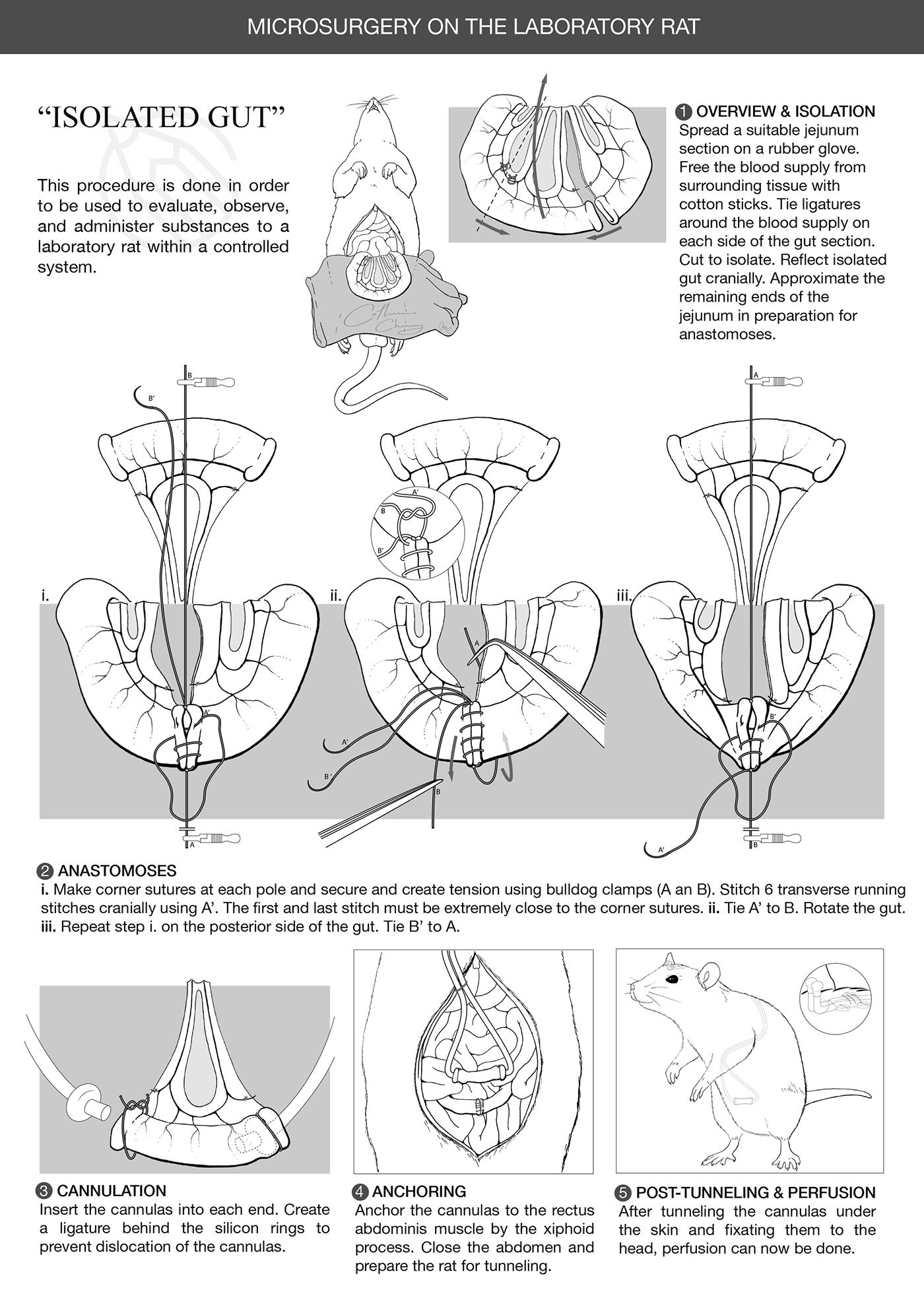 anatomy animal ILLUSTRATION  medical medical illustration rat science scientific illustration surgery Surgical Illustration