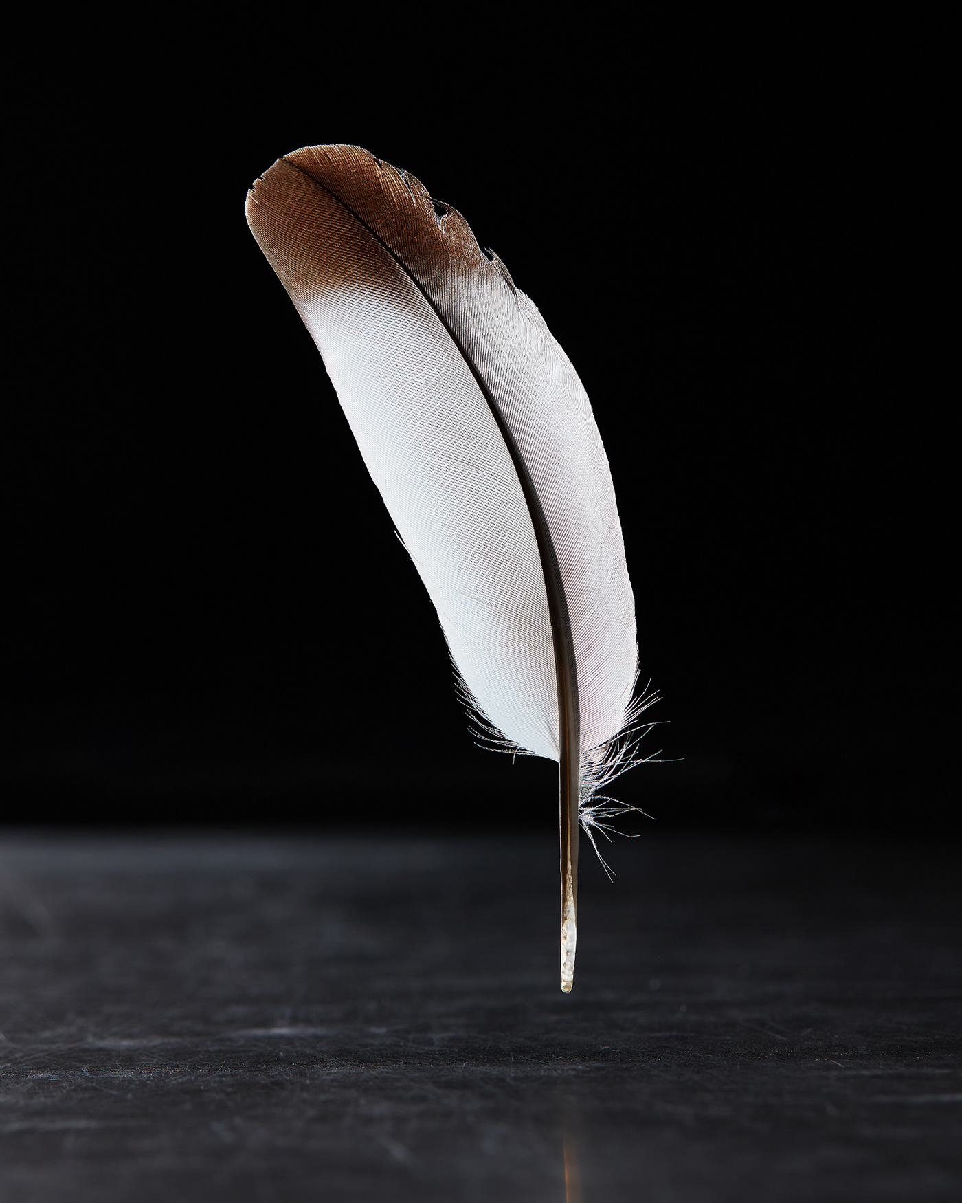 cover feather levitation magazine Product Photography