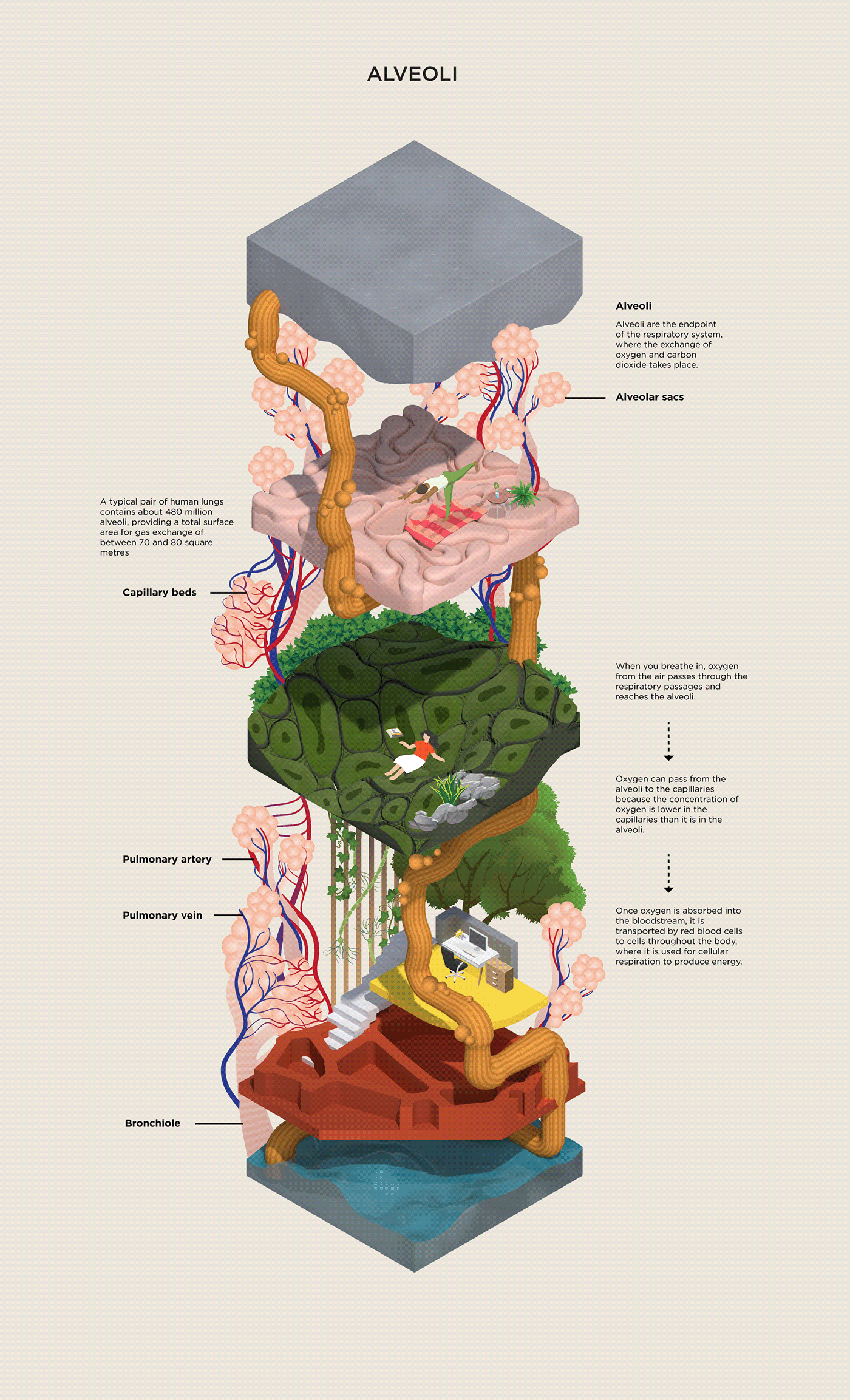 biology infographic science ILLUSTRATION  biological cutaway Isometric medical scientific illustration 3D
