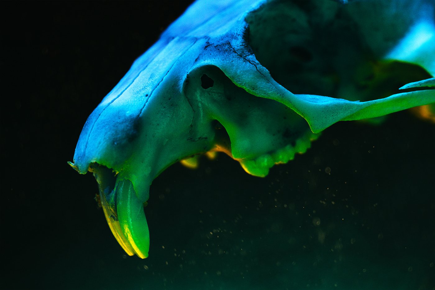 color Cynomys gel led macro Prarie dog RGB skull Skull art texture