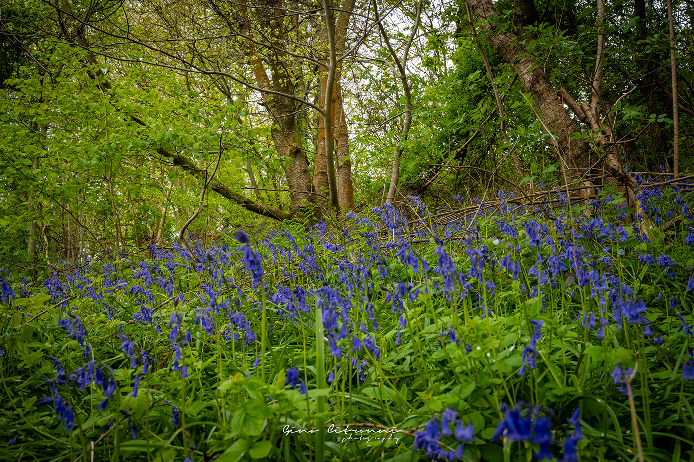 WILD FLOWERS Bluebells forest