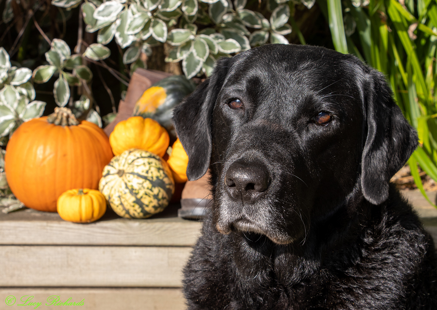 autumn black Labrador dog Labrador labrador retriever Photography  pumpkin