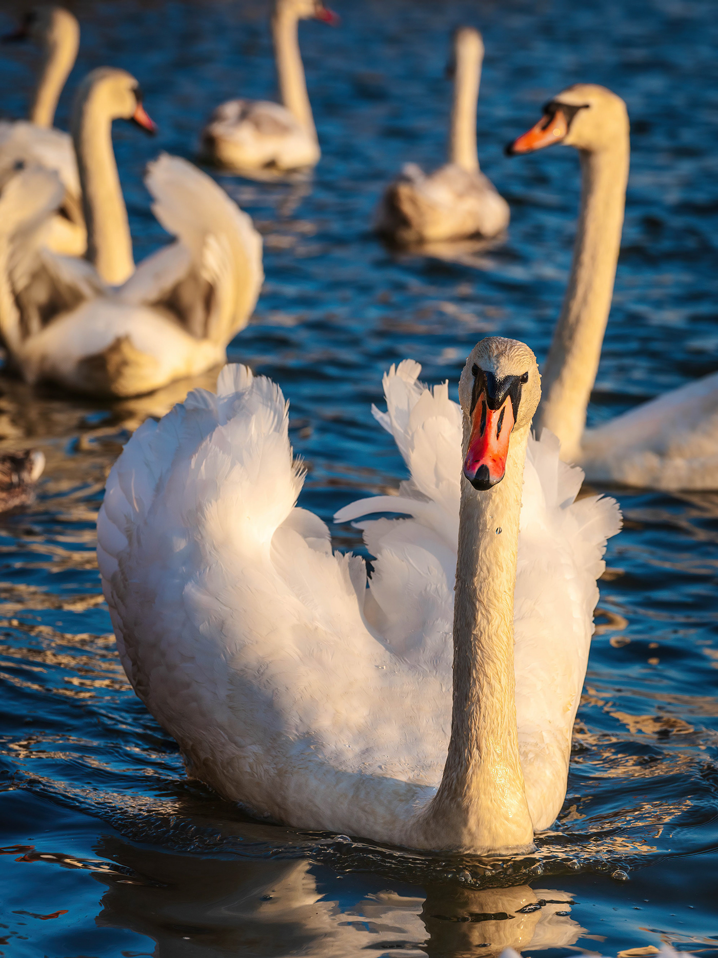birds Nature krakow swans