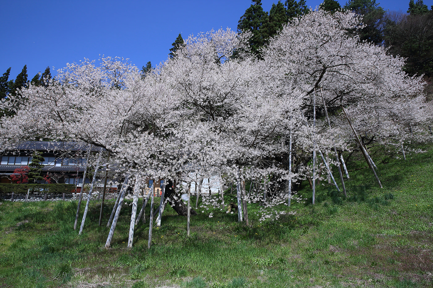 japan flower Cherry blossoms Chrysanthemum Landscape
