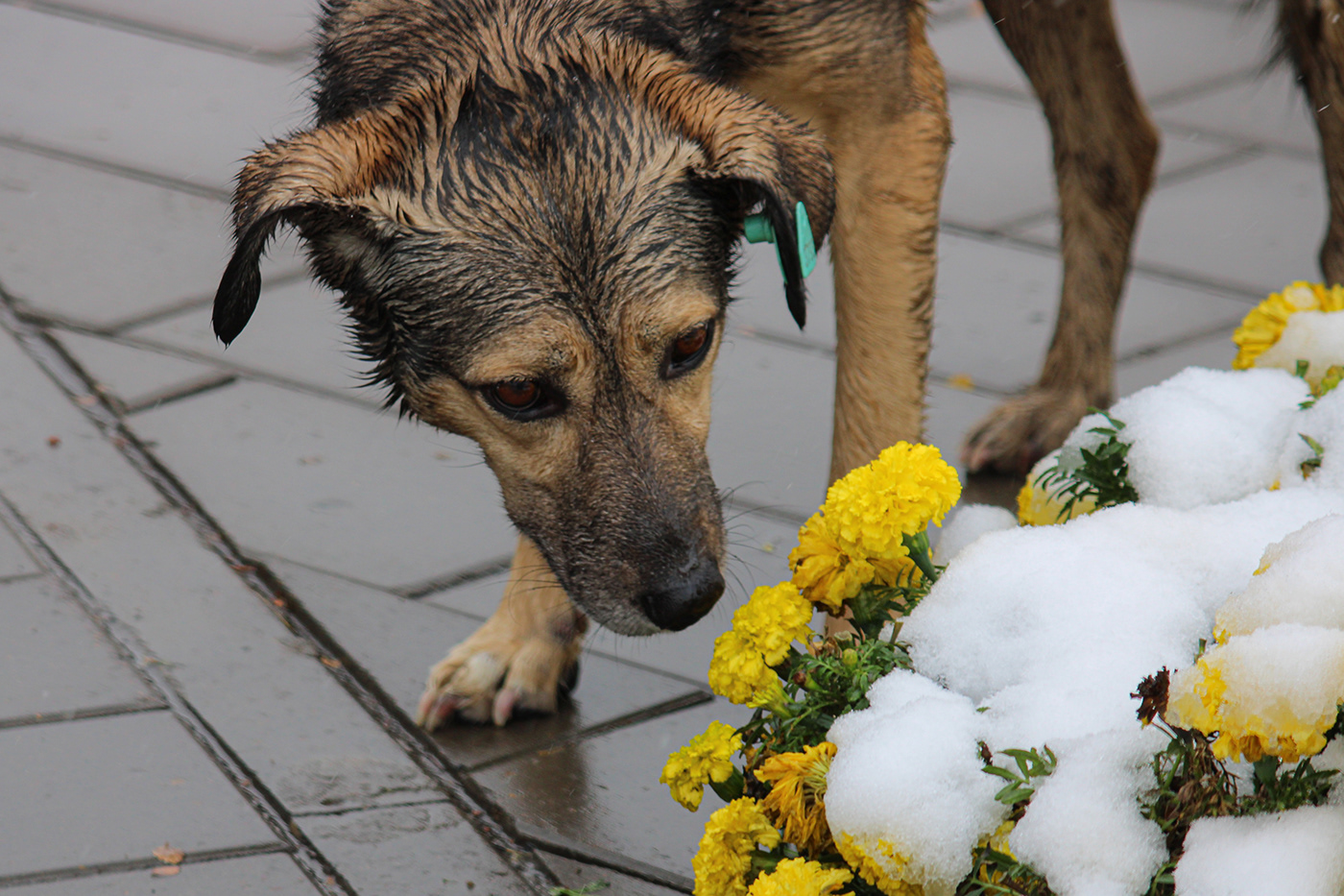 animals dog Flowers homless snow winter животные Первый снег собака