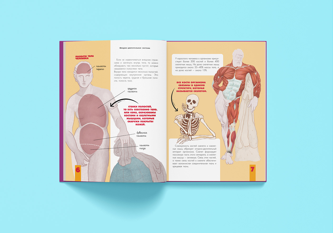 anatomy book illustration Character design  children book digital illustration Human Body