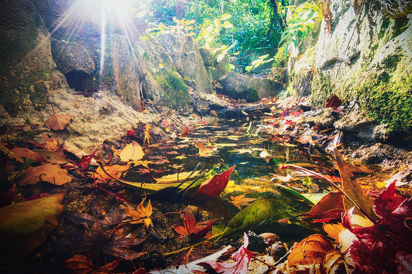 This is the dwarf's favorite place to bathe in the lake.
You can also sunbathe on the leaves.