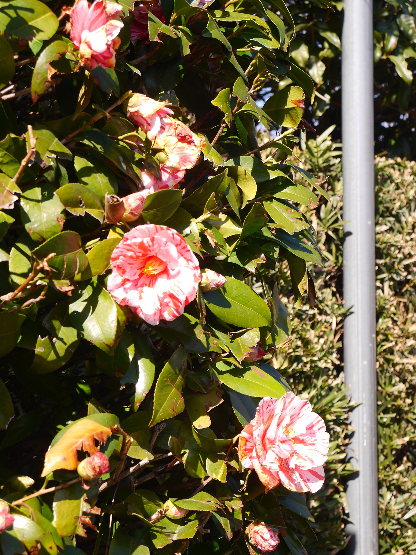 flower Camellia rose