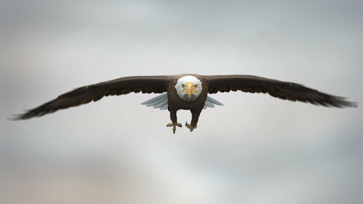 eagle American Eagle bald eagle bird wing