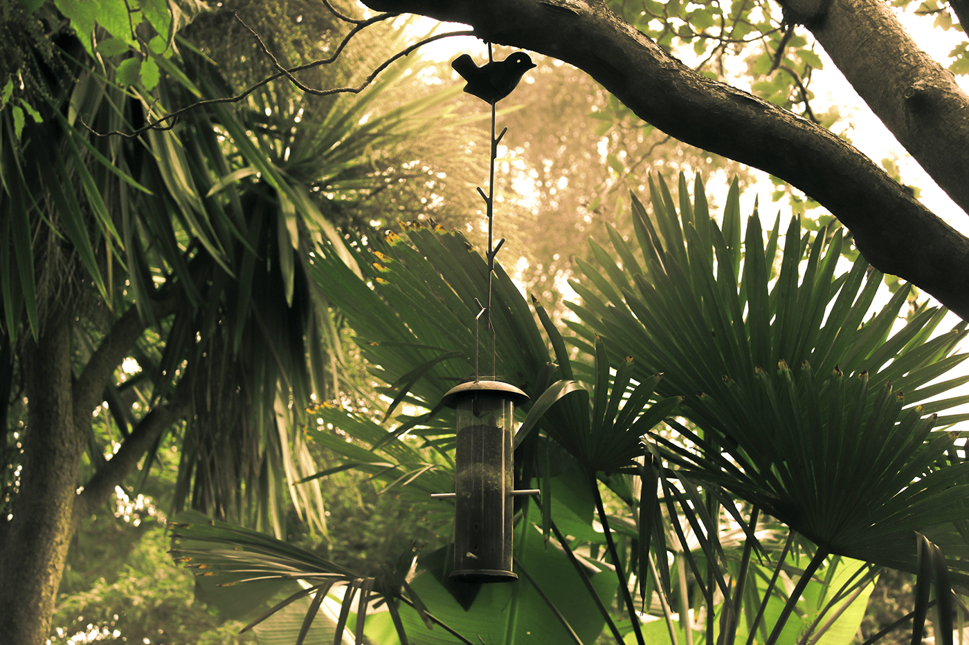 rainforest warm Nature Plant Photography  photoshop lighting atmosphere birdfeeder