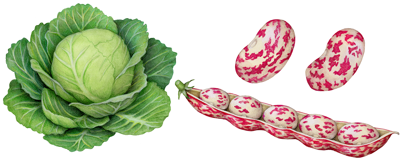 Illustrations of cabbage and Barlatti beans used on packaging for La Zuppa.