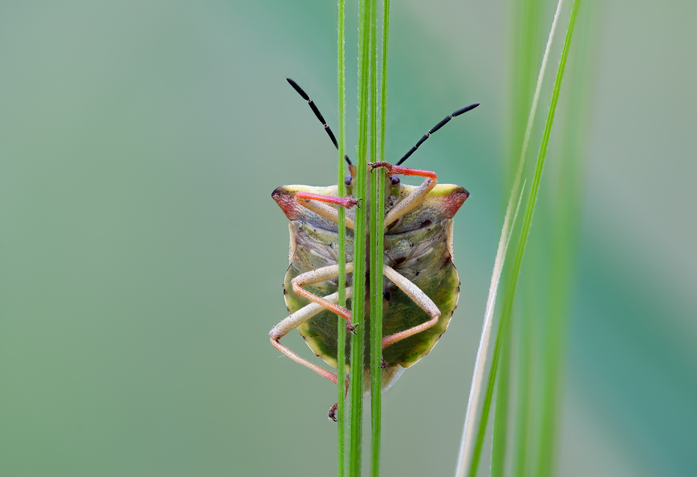 closeup insect Insekten macro makro Makrofotografie Nature shield bug Wanze wildlife