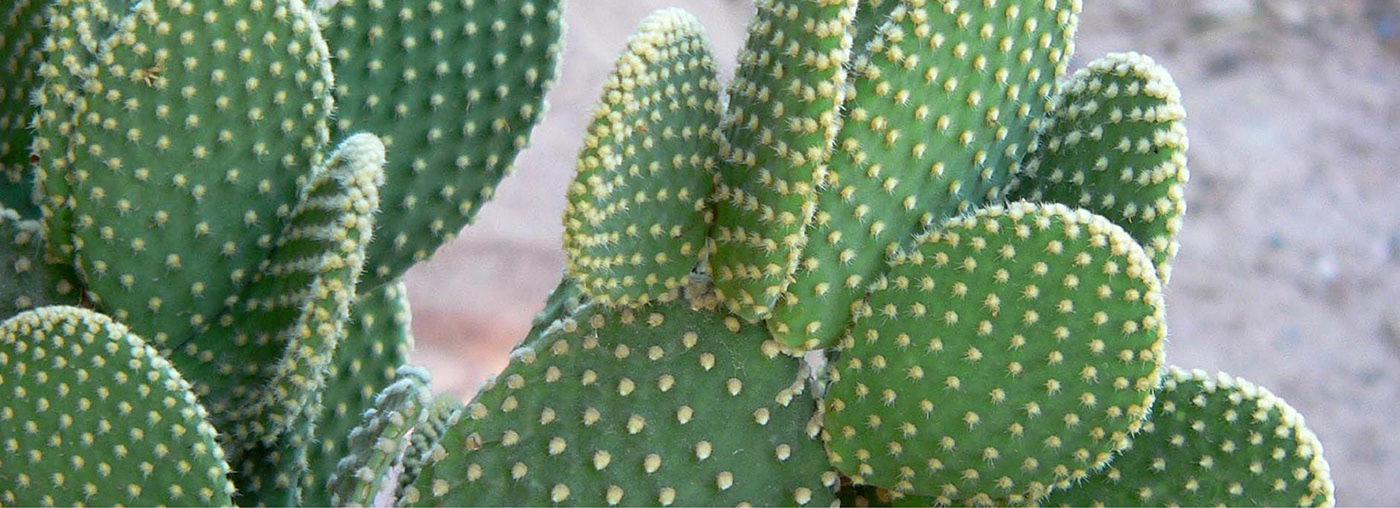 cacto cactus ceramica ceramics  craft hibrido hybrid moringa plantas Pottery