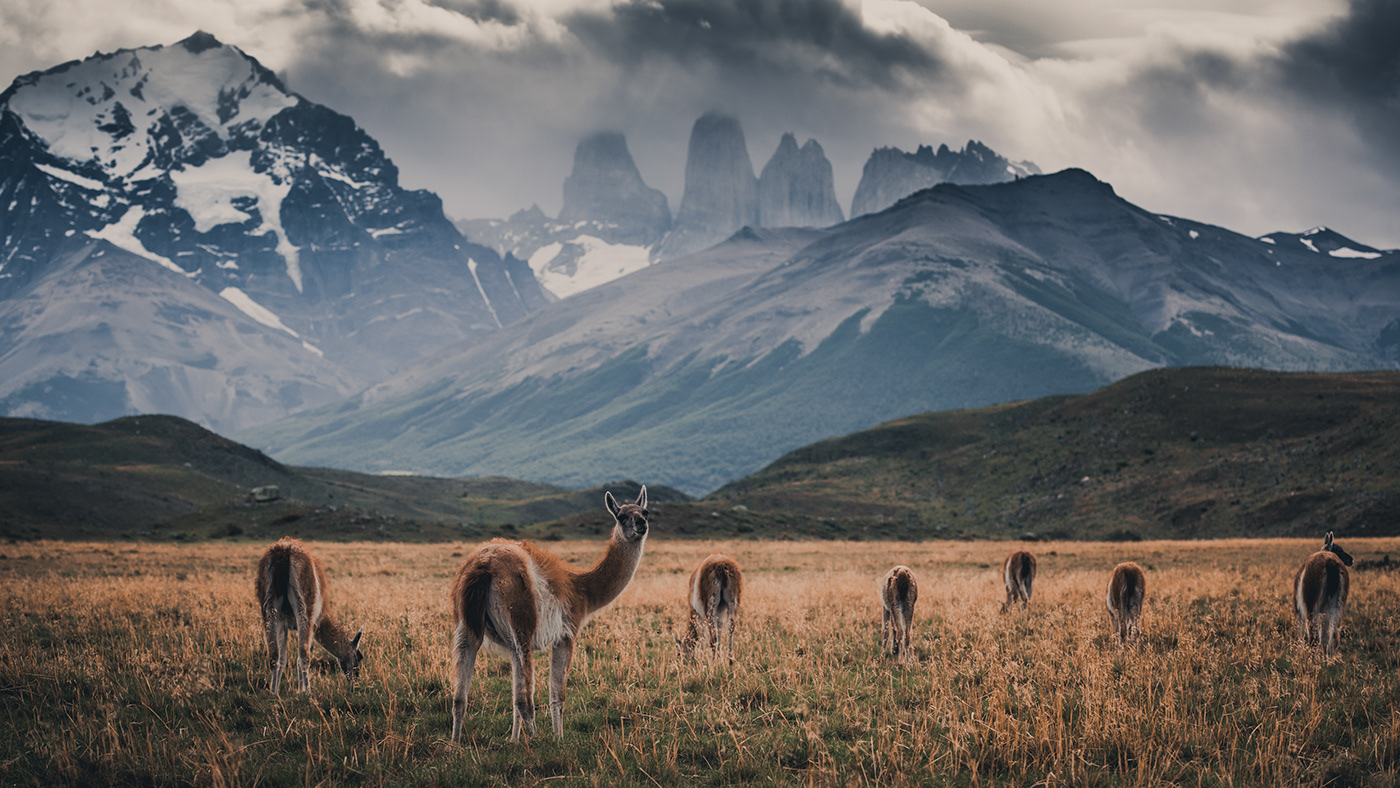 adventure art chile Landscape mountains patagonia Photography  puma Torresdelpaine wildlife