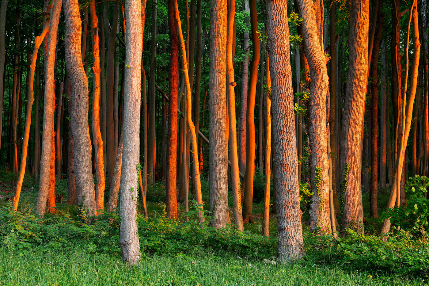 Beech forest glow Nature summer sundown sunlight sunset Treescape wood