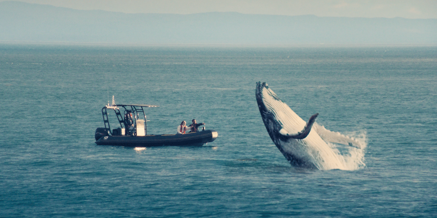 Whale jump in front of a boat in saint laurence river