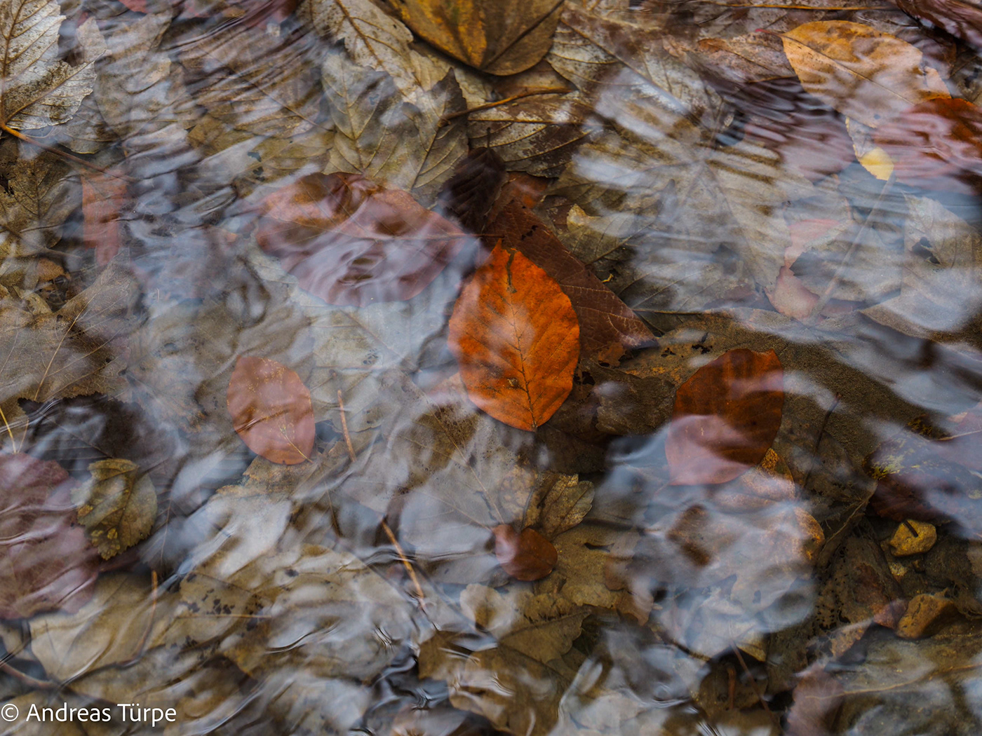 abstract autumn leaves mood Nature naturephotography Photography  reflections tranquility water