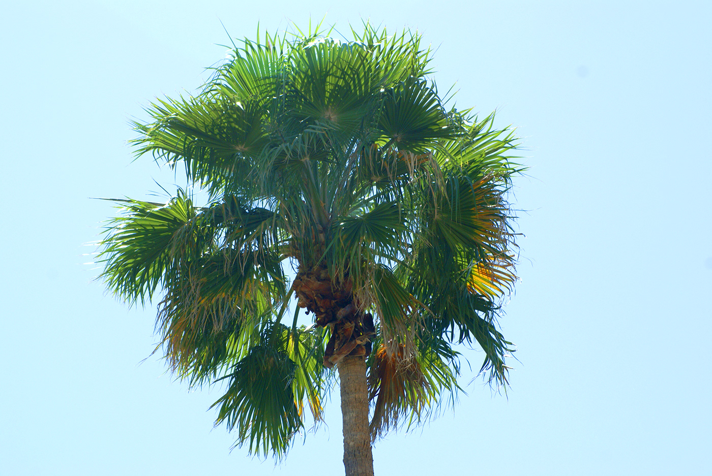 Palm in the Sun