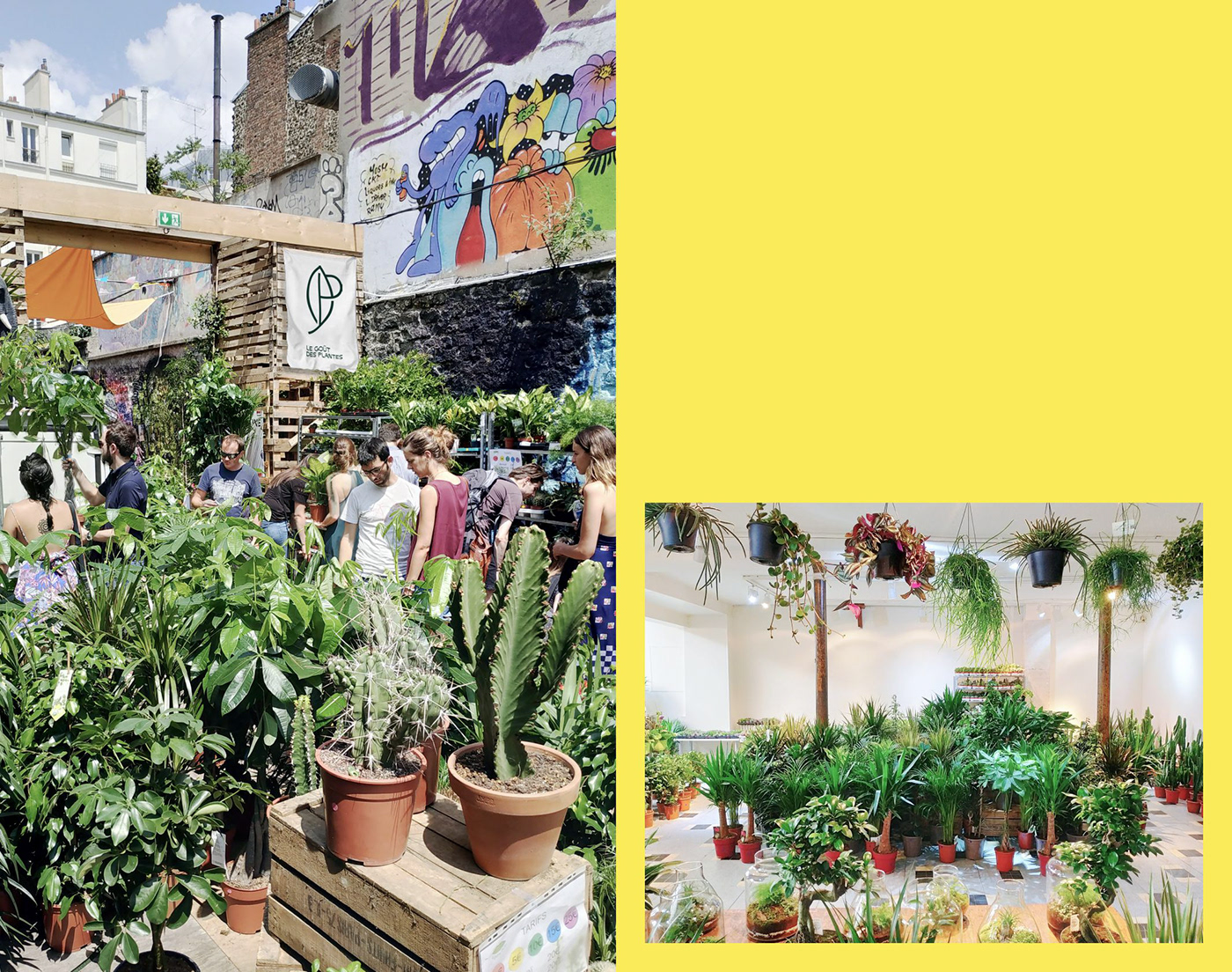 plants vegetal green Flowers Paris Retail