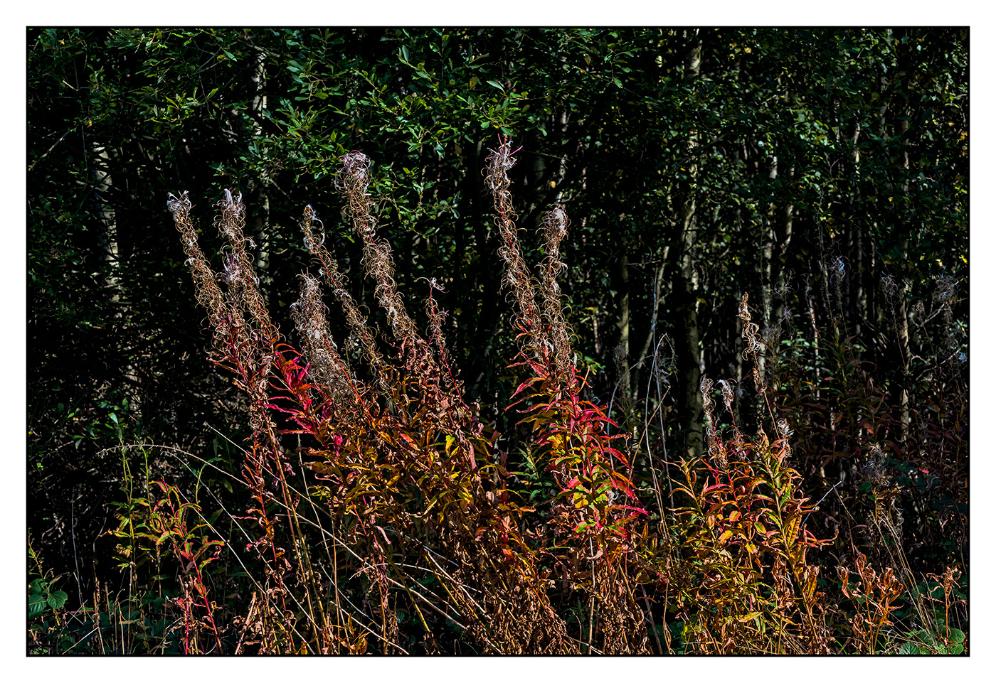 autumn Flora fauna colour