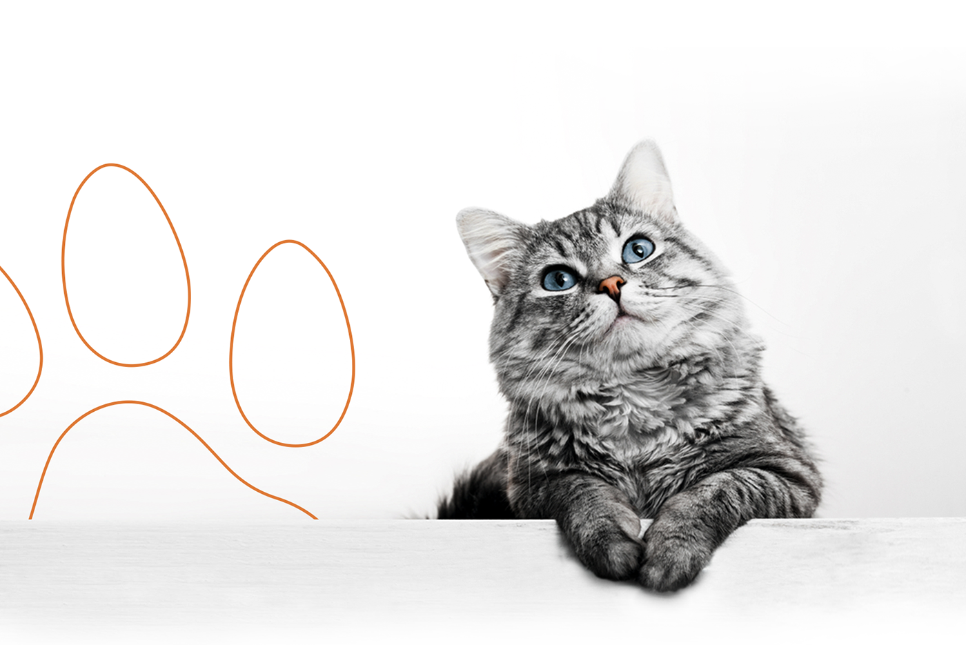 animation  Brand Design brand identity branding  cats Identity Design Logo Design Packaging visual identity graphic design 