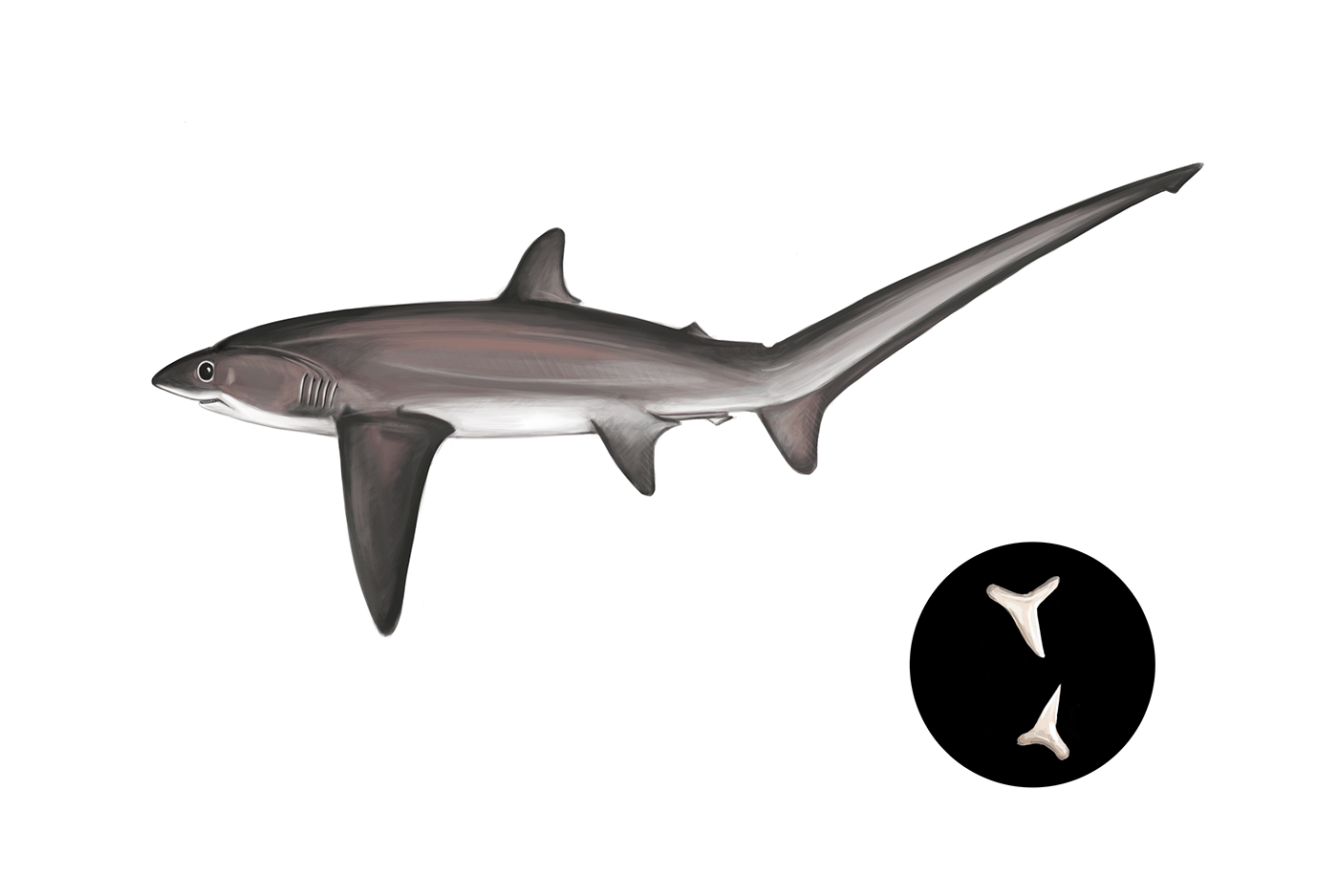 artwork Digital Art  painting   photoshop scientific illustration sharks white shark
