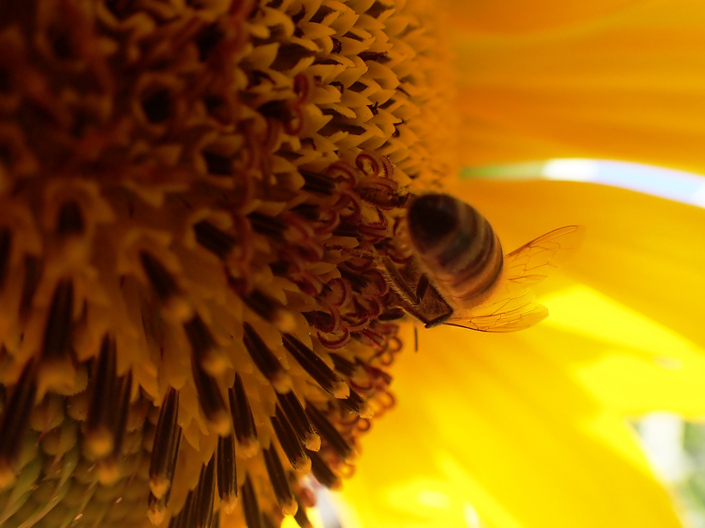 bees Flora Insects macro nature photography OLYMPUS TOUGH Photography  Sunflowers wildlife