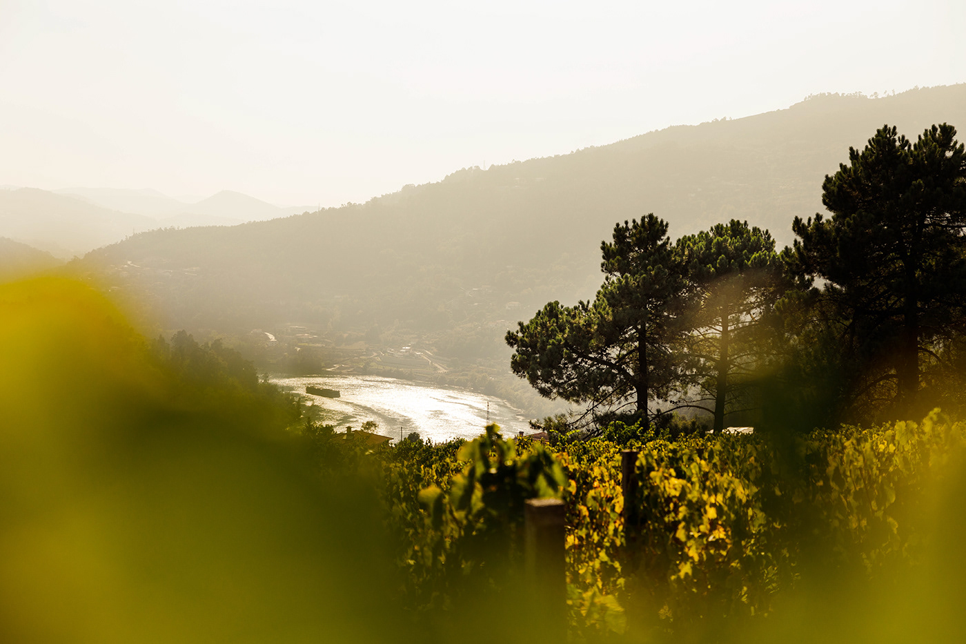 branding  brand identity wine Douro Nature sign merchandising Promotional farm quinta