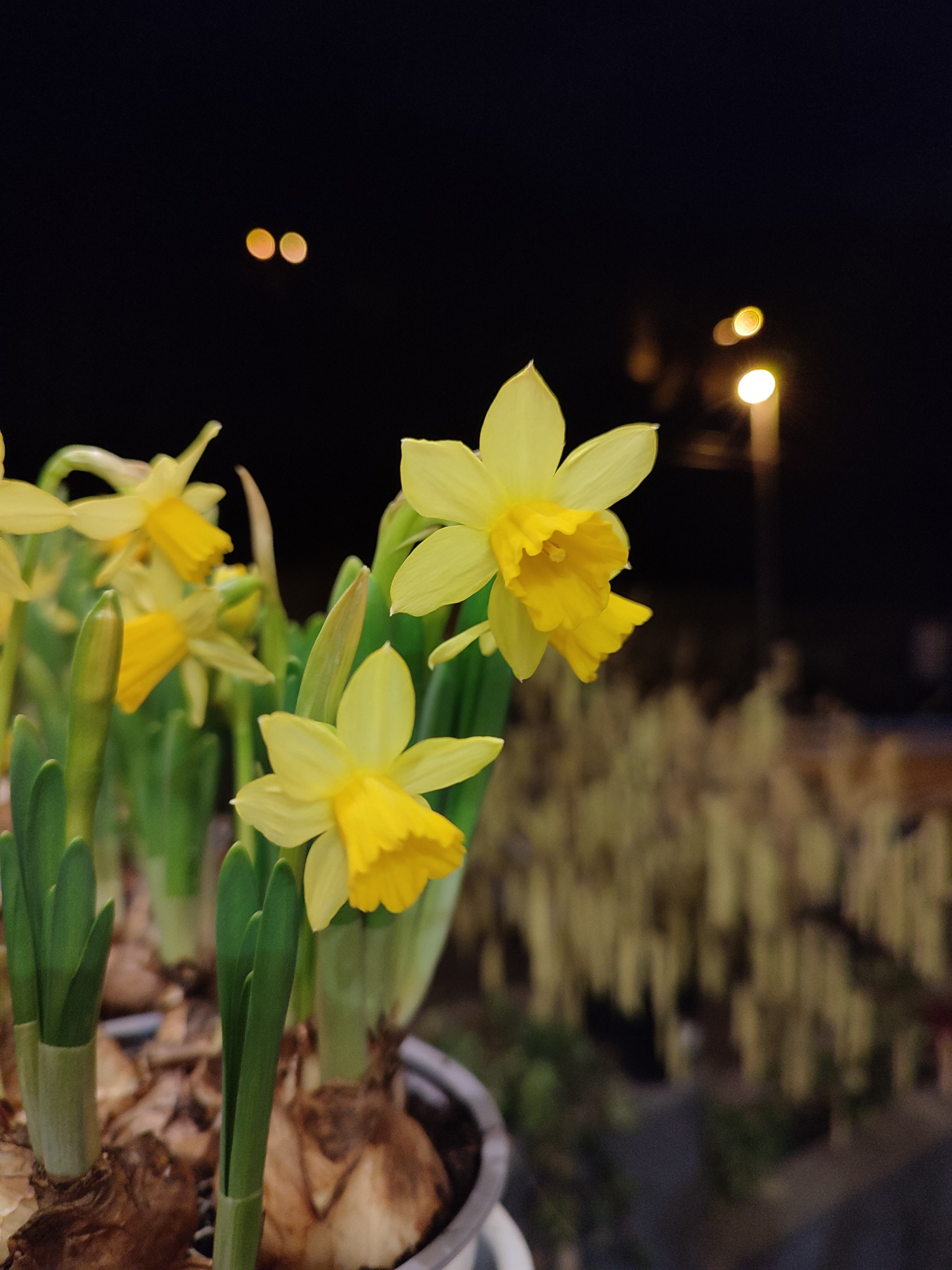 Kyiv ukraine Flowers Smells in the dark