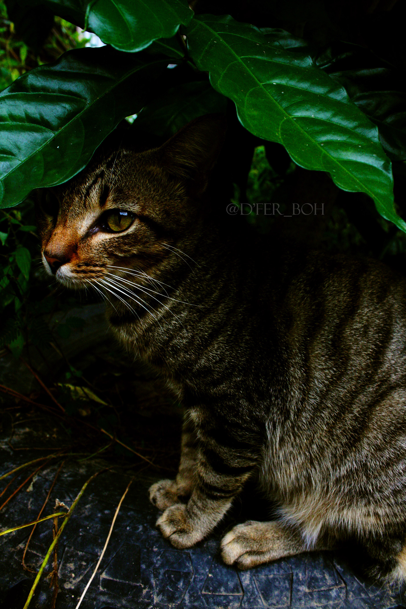 CanonDSLR Nature Pet petphotography Photography 