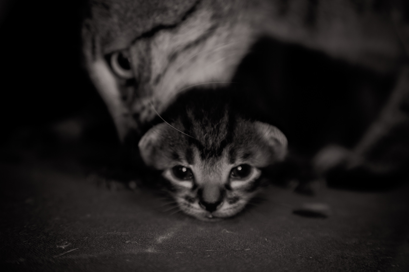 #animal #baby   #cat   #kitten #mother #pet   #pets   #photography #Portrait
