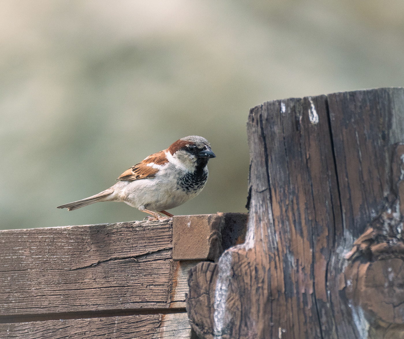Bird Photography sparrow Nature lightroom Anatolia turkish