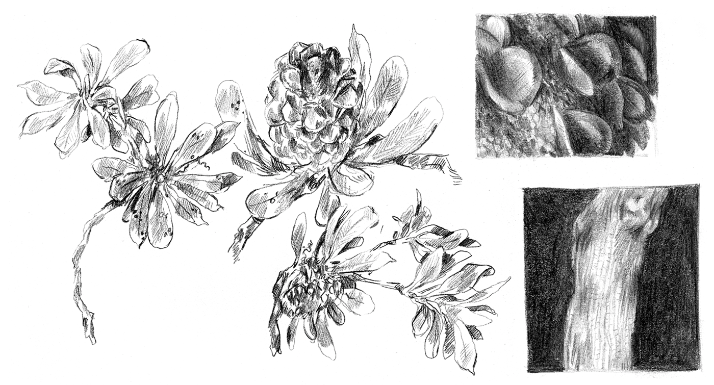 botanical Drawing  Flowers ILLUSTRATION  Nature scientific illustration