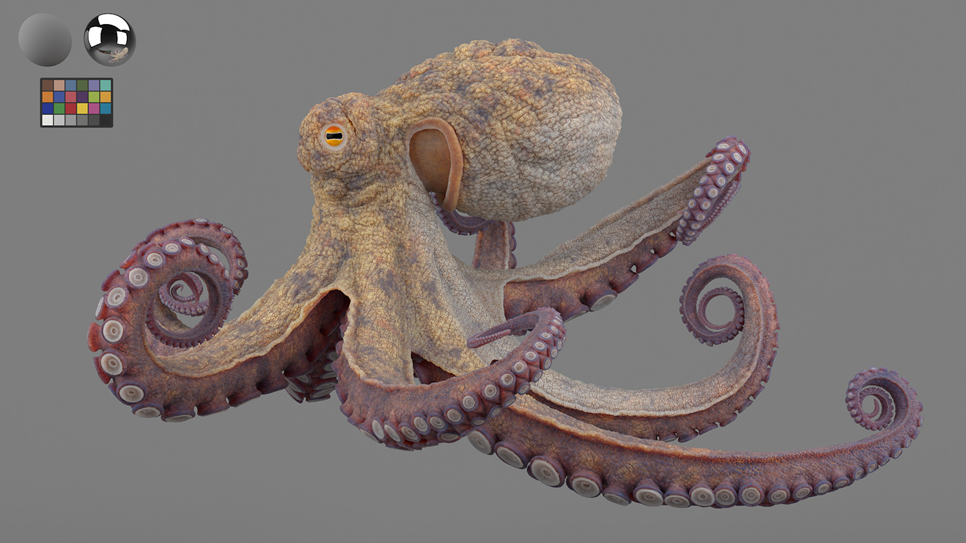 Lookdev texturing Sculpt creature Character modelling octopus sealife Render 3D