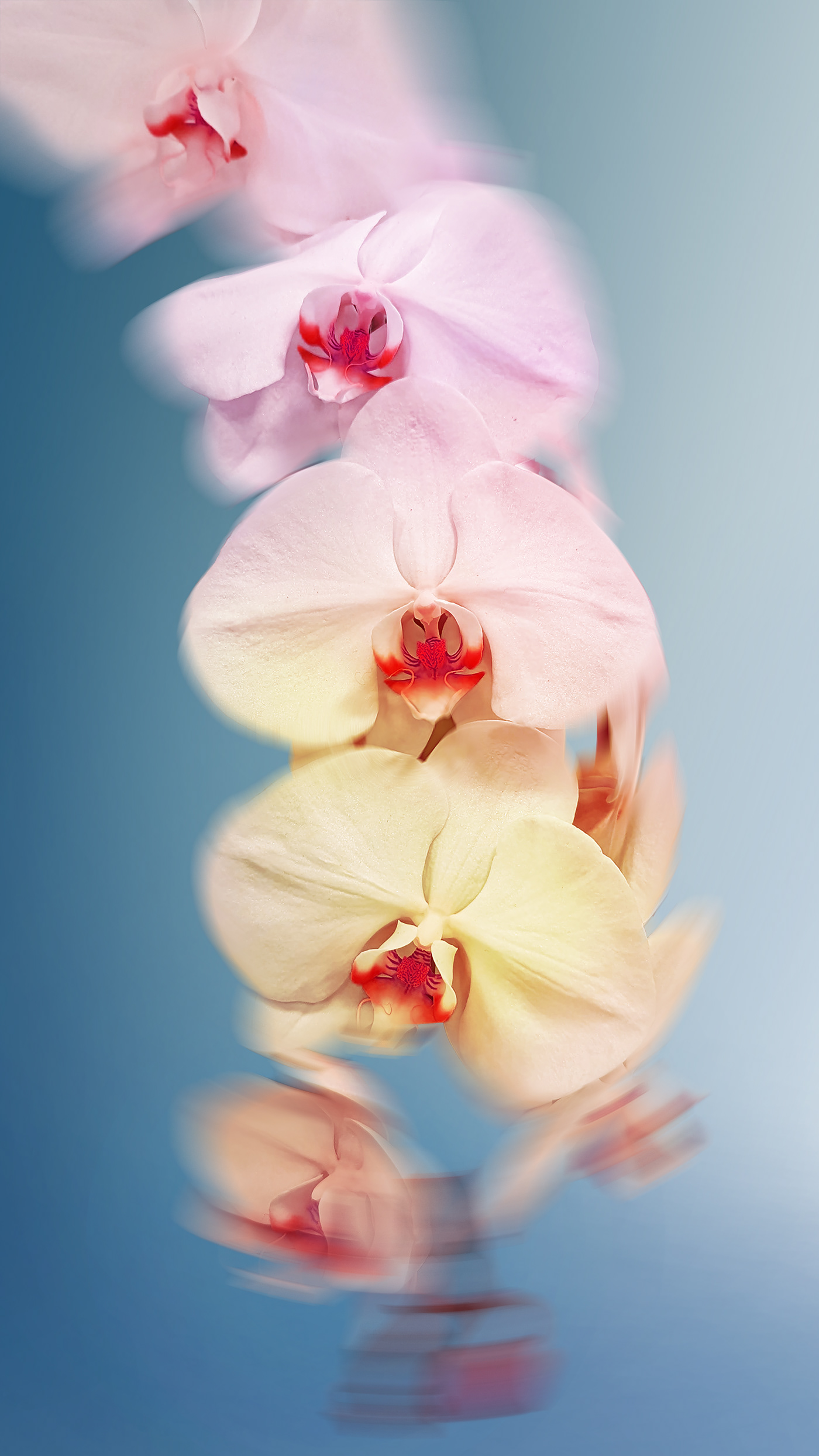 flower floral blossom shelby hanlon Photography  Nature nature photography photographer photoshop orchid