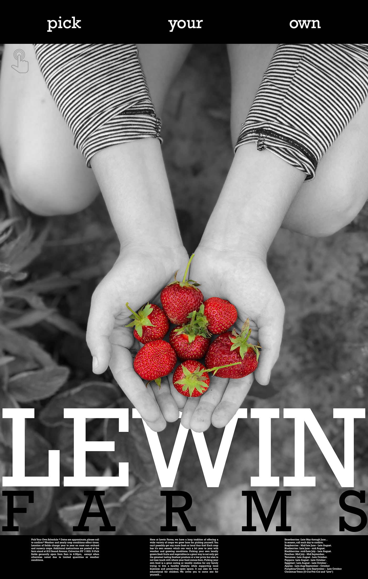 lewin farms advertisement branding  poster flyer strawberries strawberry model photograph Typeface
