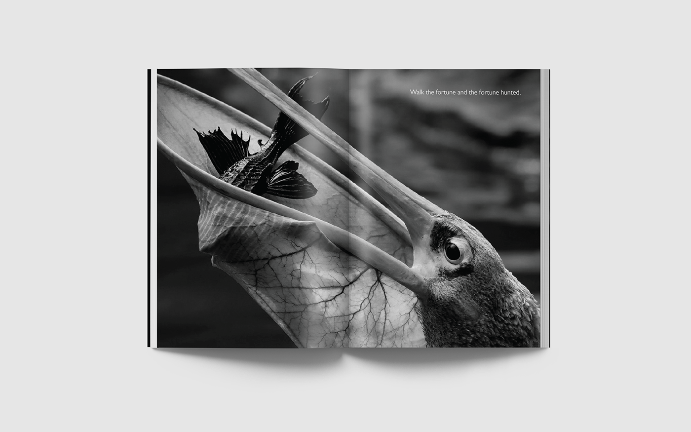 book design editorial design  graphic design  gut symmetries Illustrator photojournalism  poem Wildlife photography