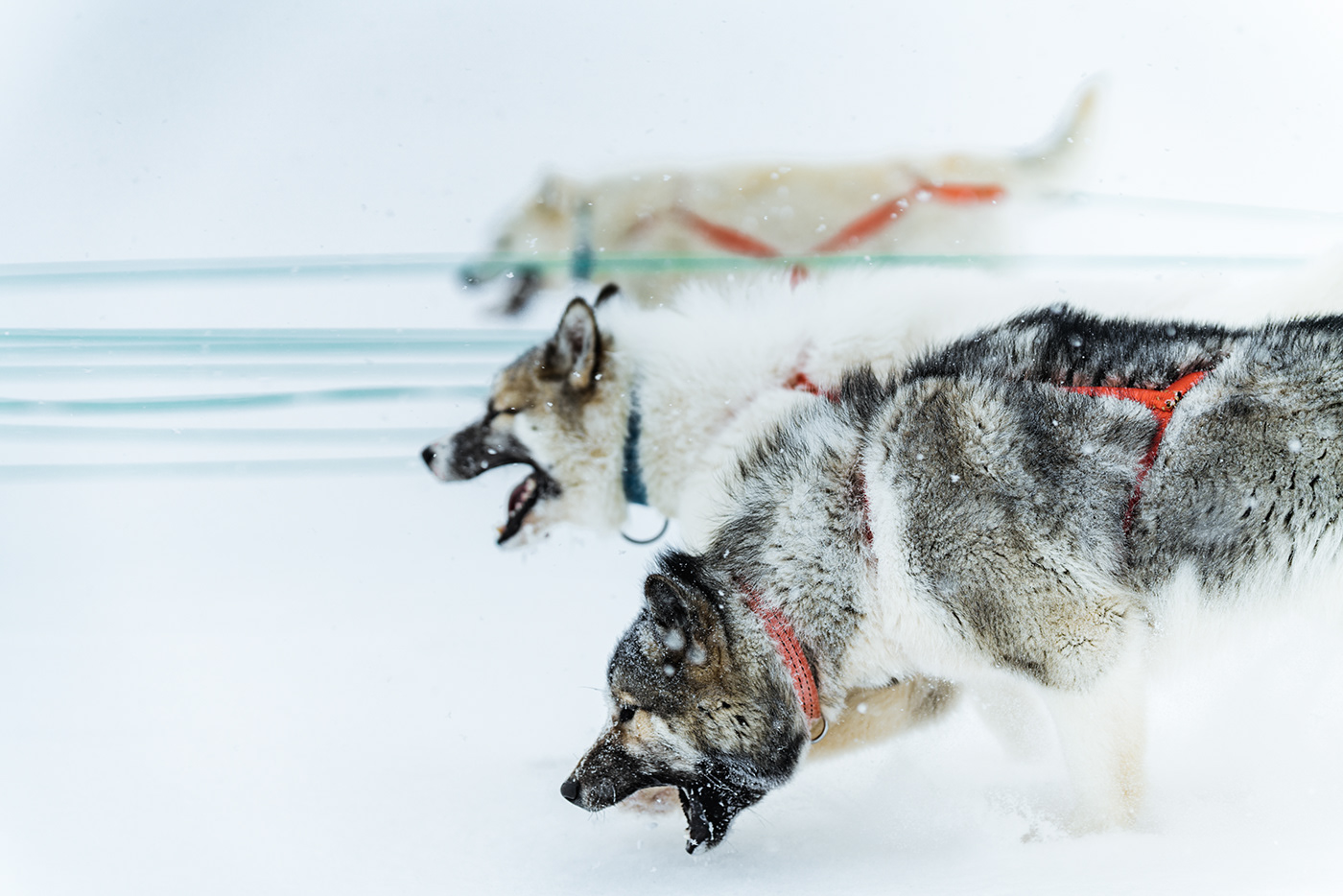 Greenland Arctic winter dogs snow remote ice White Nature Landscape