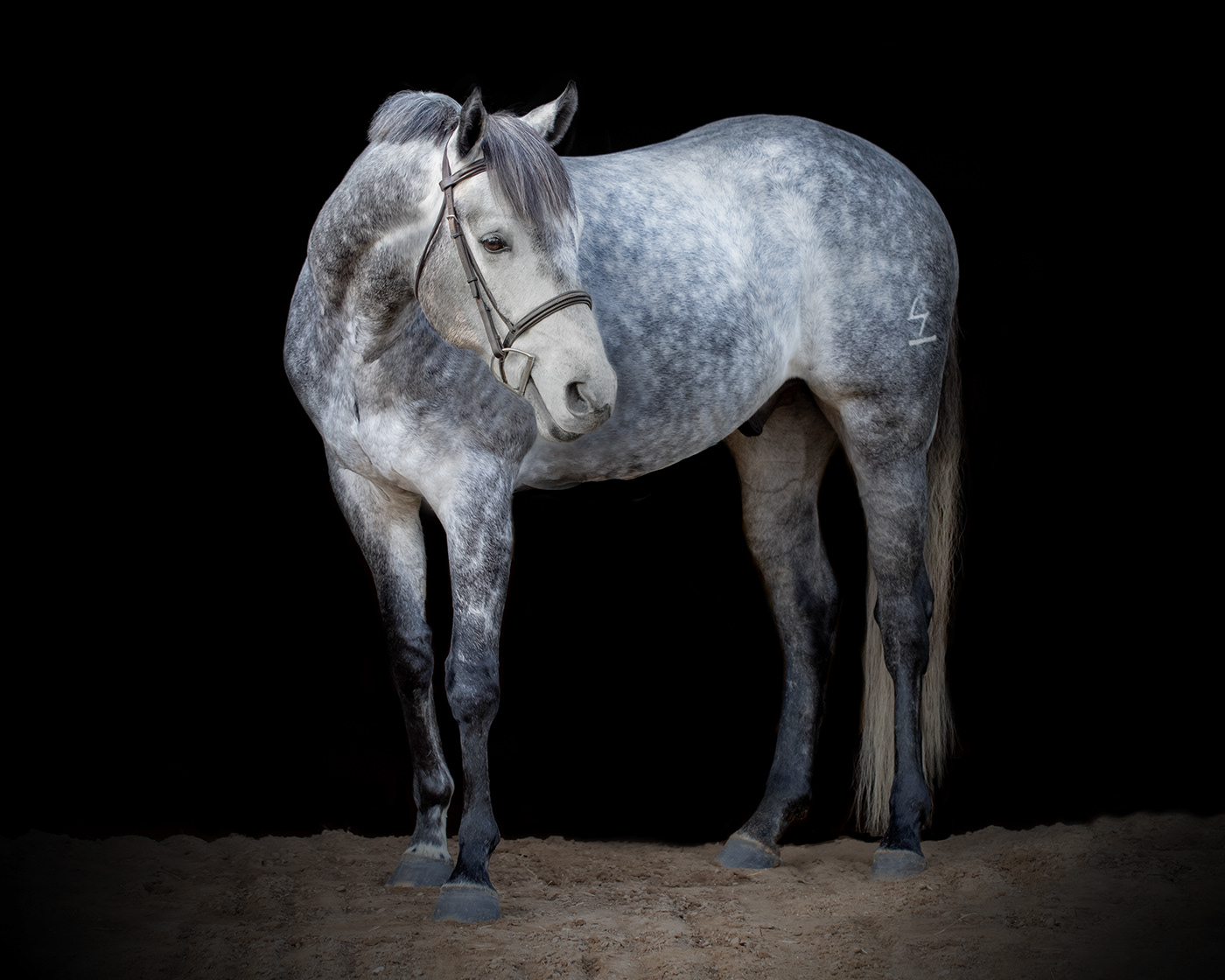 horse Pet equine equestrian animal